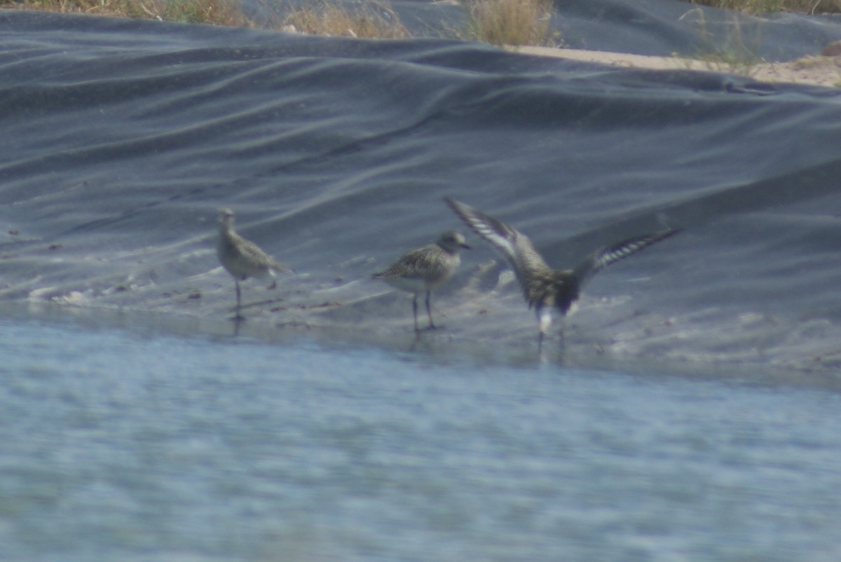 Black-bellied Plover - ML70467331