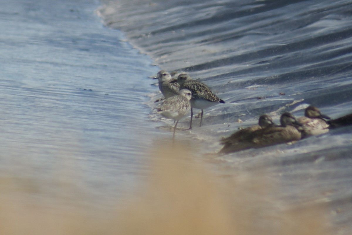 Black-bellied Plover - ML70467391