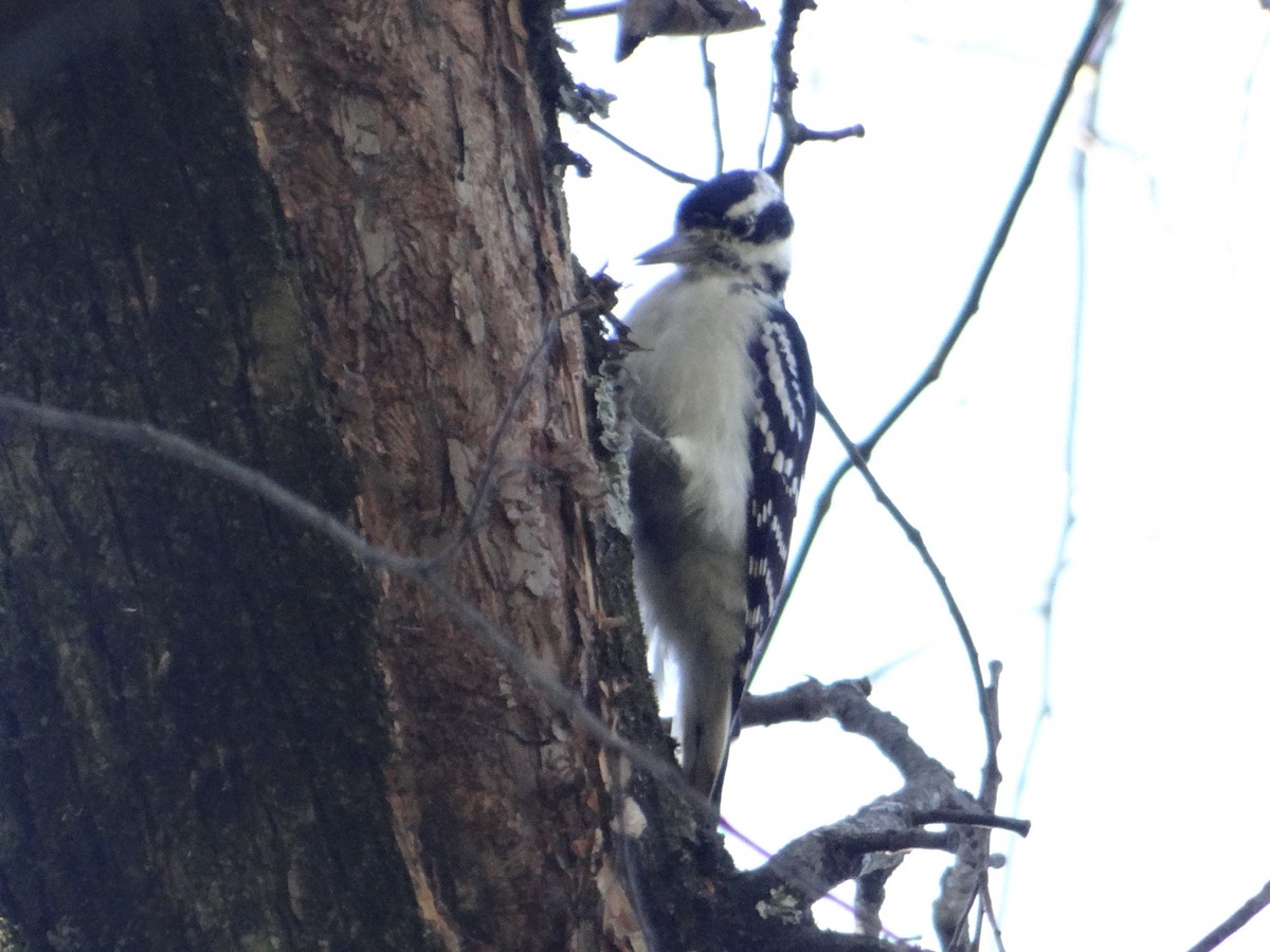 Hairy Woodpecker - Matthew Strobino