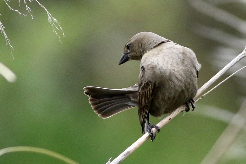 Shiny Cowbird - ML70470481