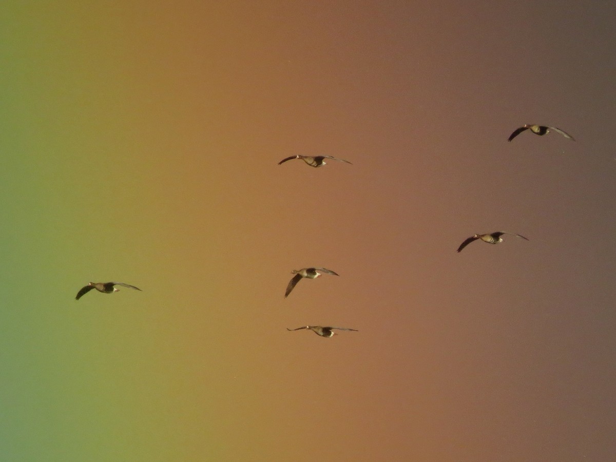 Greater White-fronted Goose - John van Dort