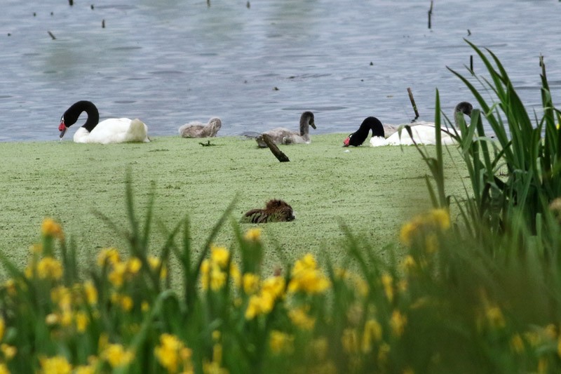 Black-necked Swan - ML70470901