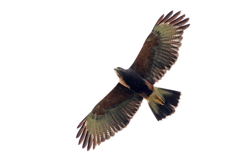 Harris's Hawk - ML70471101