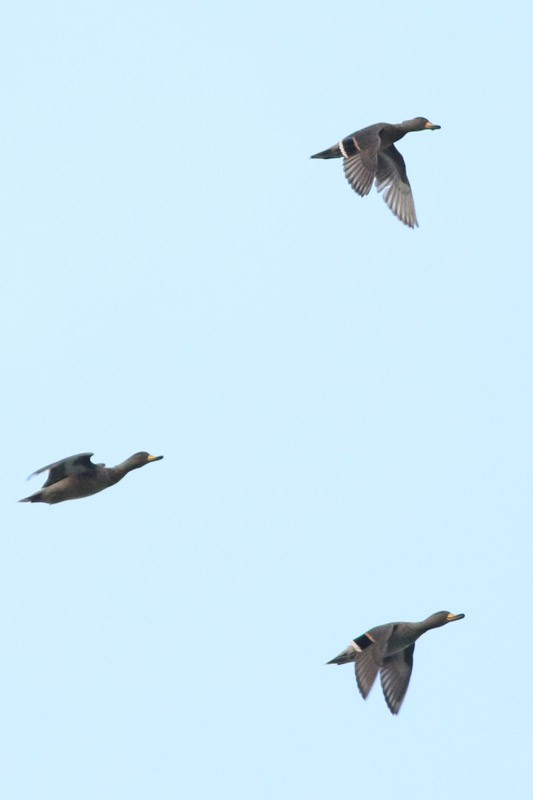 Yellow-billed Teal - ML70471171