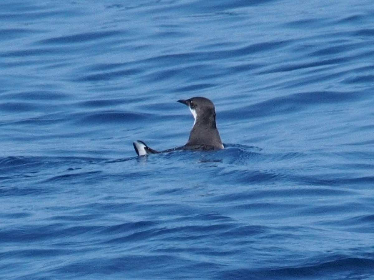 Craveri's Murrelet - ML70471301