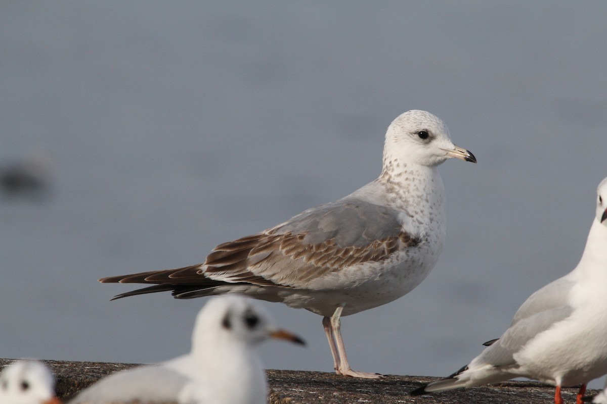 Common Gull - ML704720