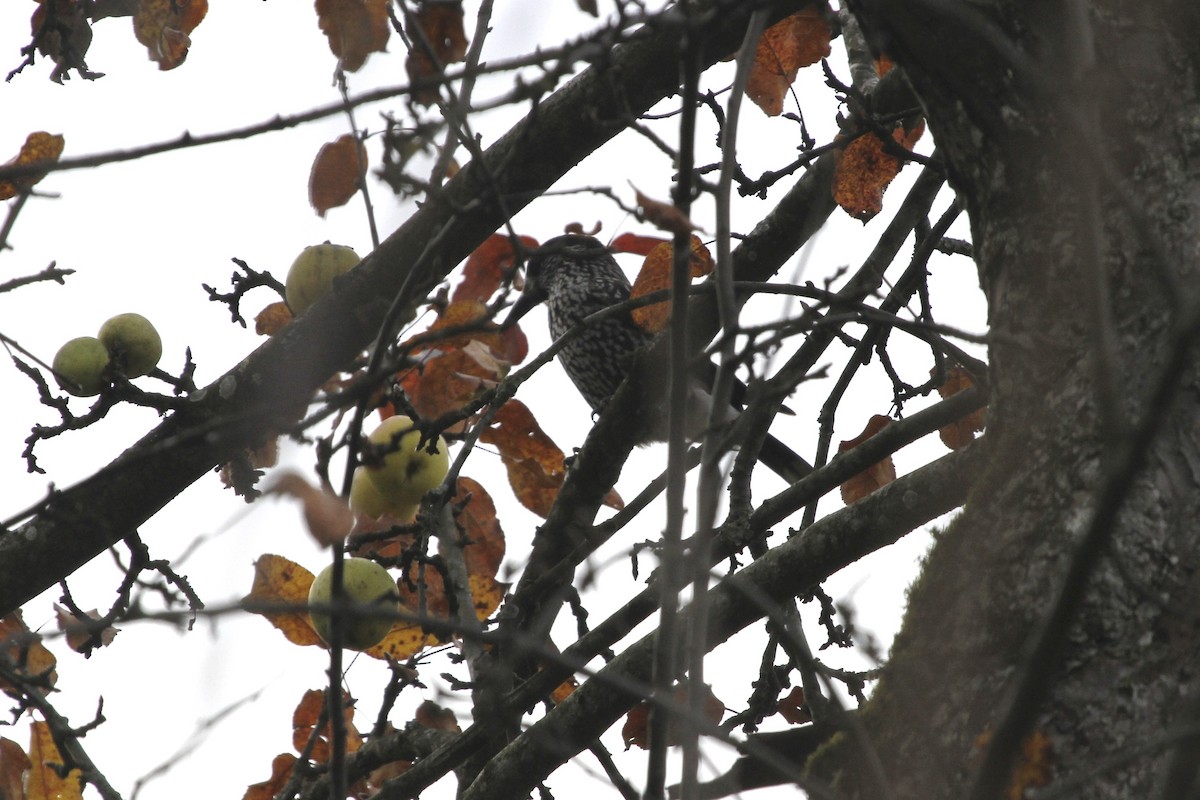 Eurasian Nutcracker (Northern) - Juan martinez