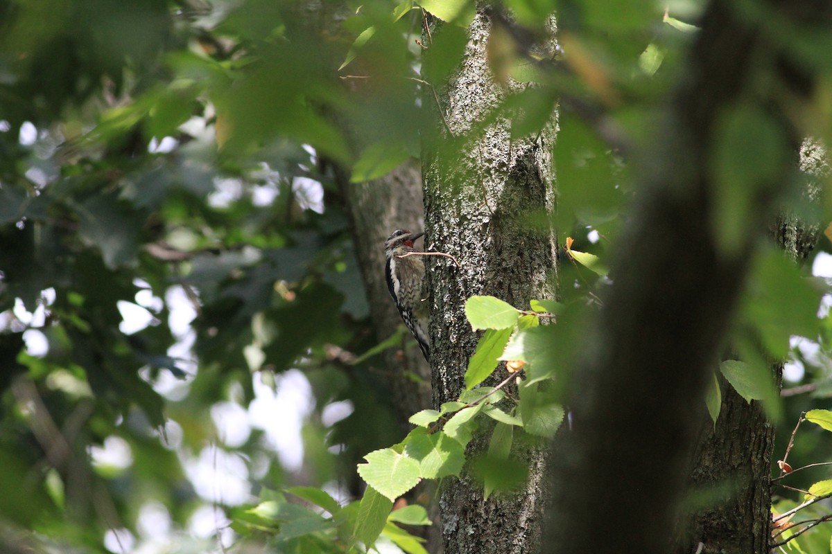Yellow-bellied Sapsucker - ML70474211