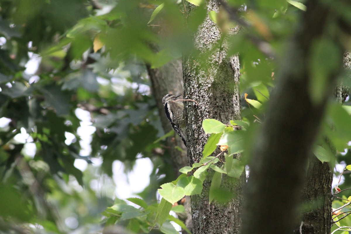 Yellow-bellied Sapsucker - ML70474231