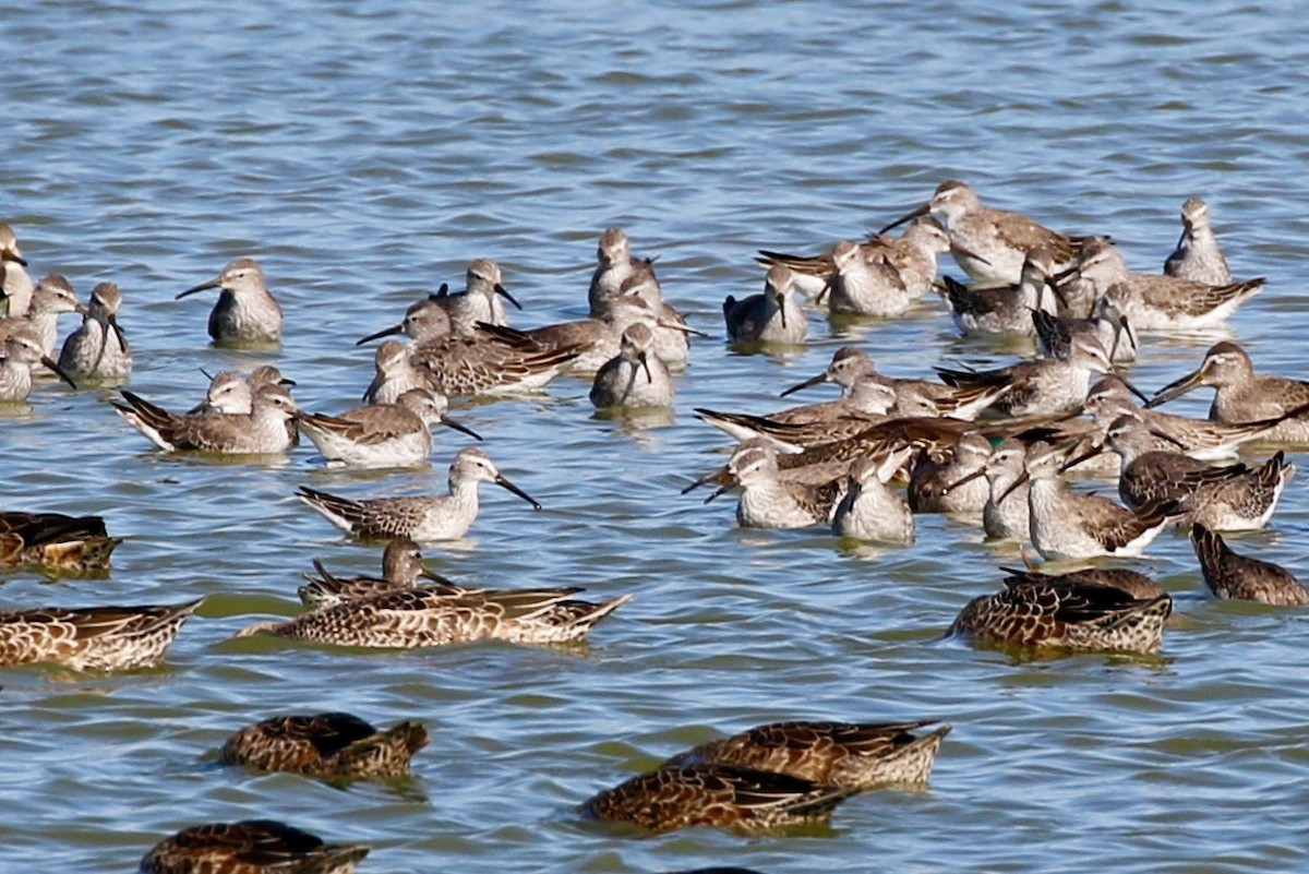 Stilt Sandpiper - ML70474971