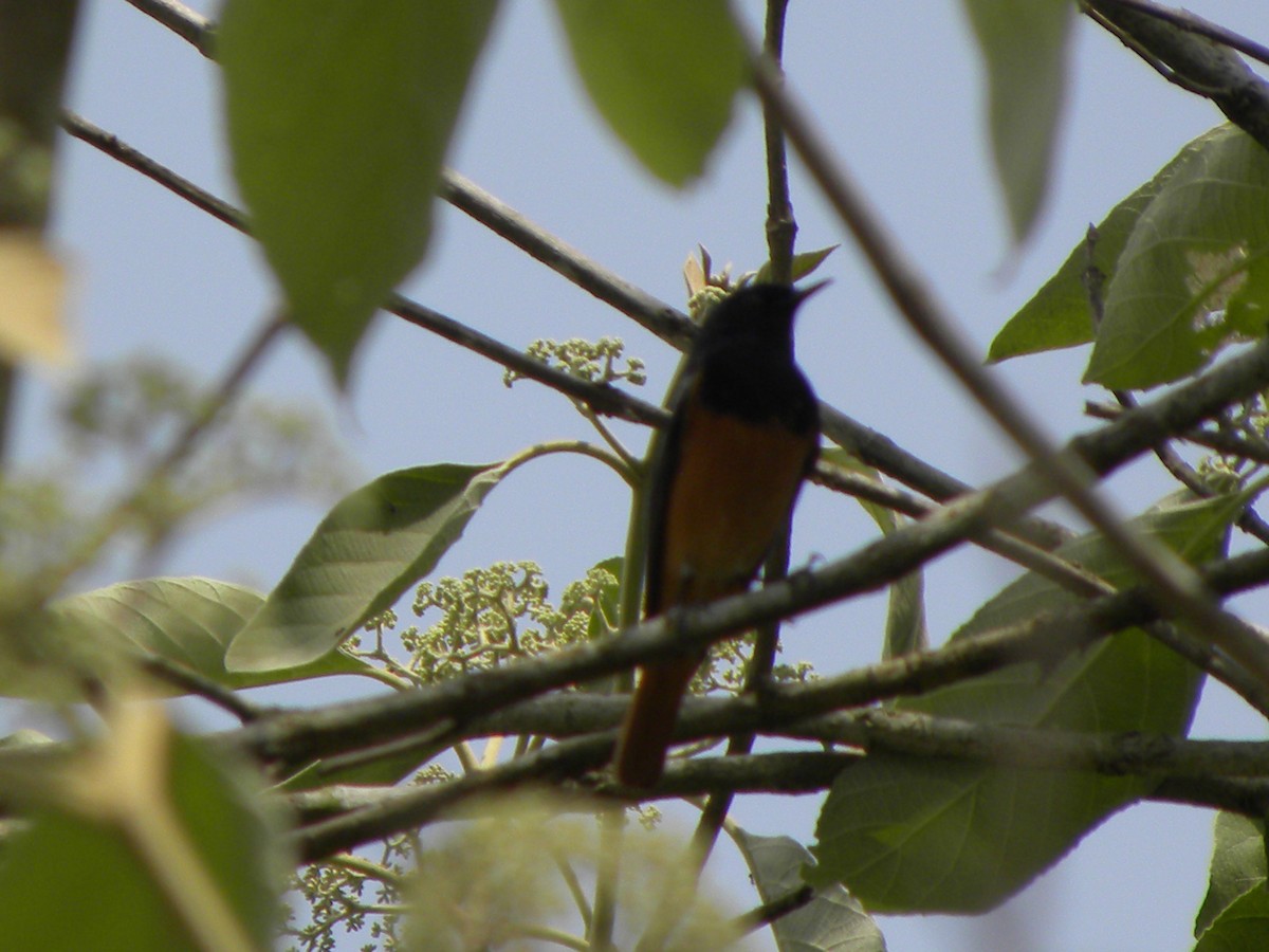 Black Redstart - ML70475591