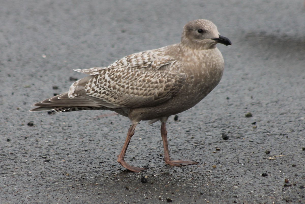 Western/Glaucous-winged Gull - ML70476011