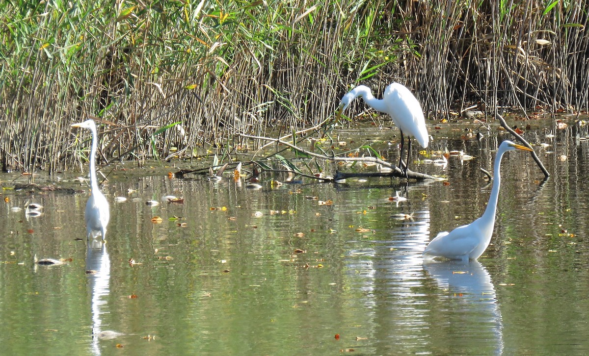 Great Egret - Jordan Wolf