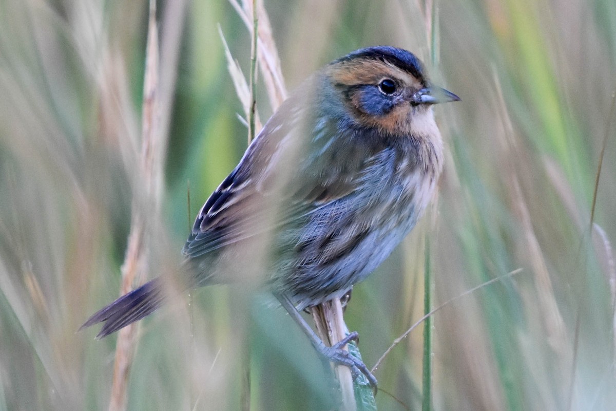 Nelson's Sparrow (Atlantic Coast) - Ted Kavanagh