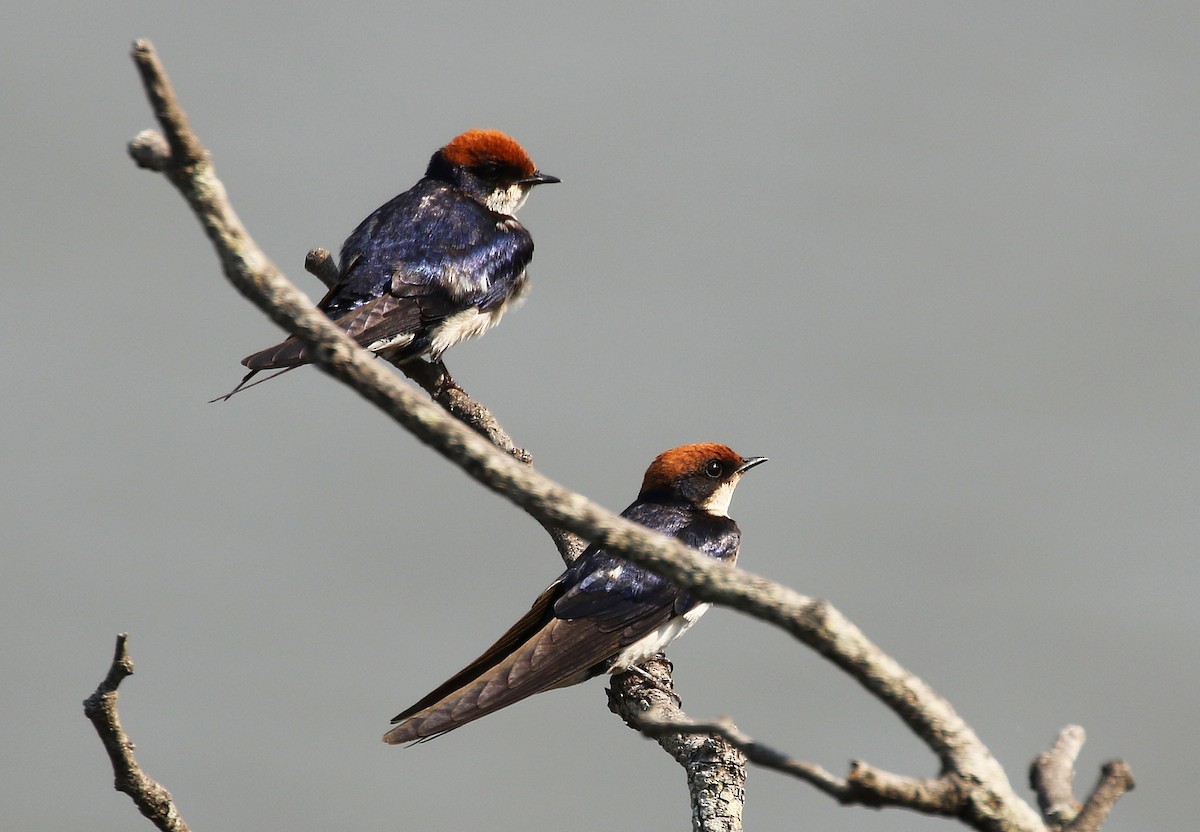 Wire-tailed Swallow - ML70479941