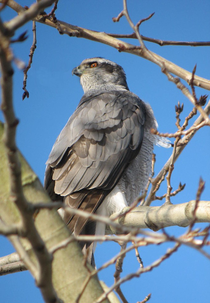 American Goshawk - ML70482421