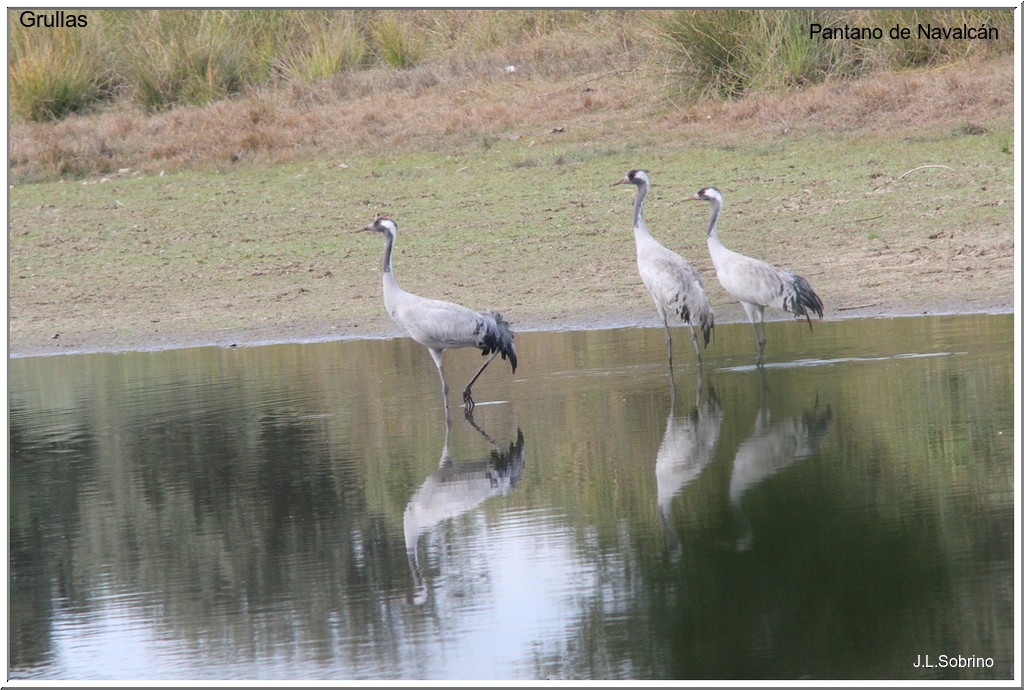 Common Crane - José Luis Sobrino González