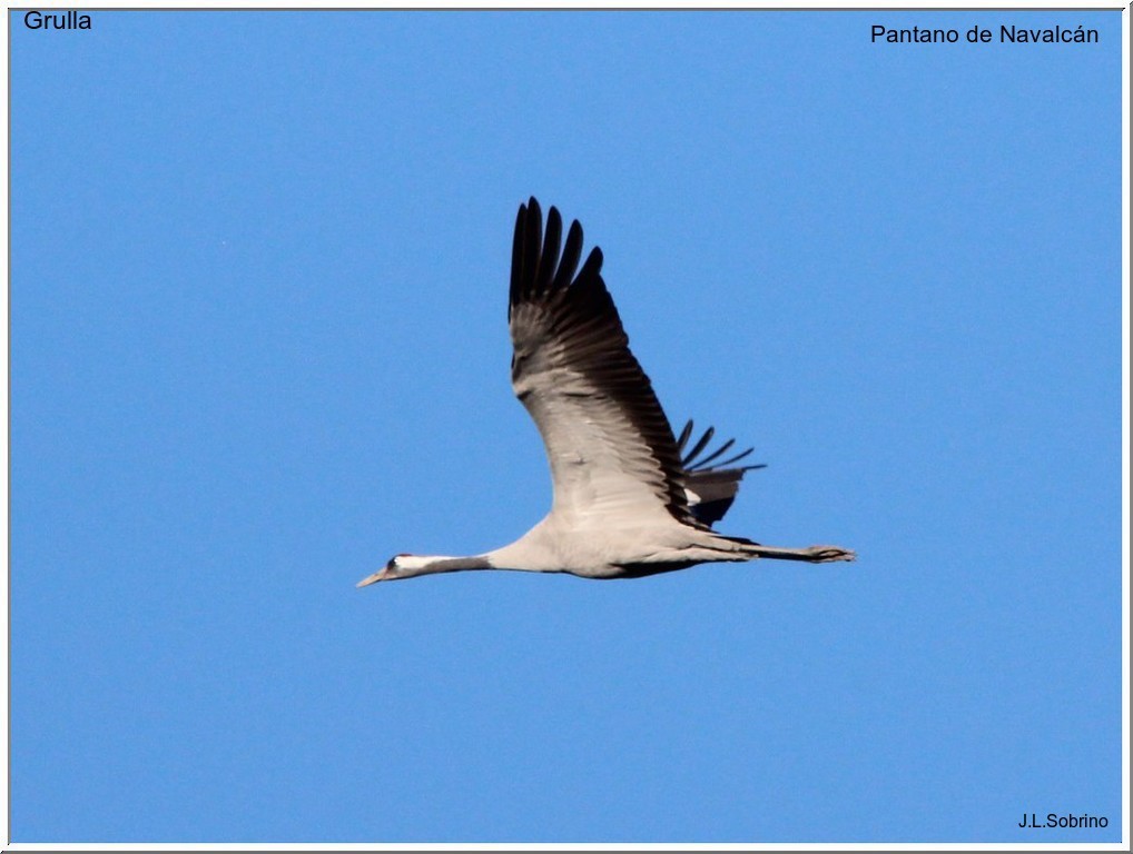 Common Crane - José Luis Sobrino González