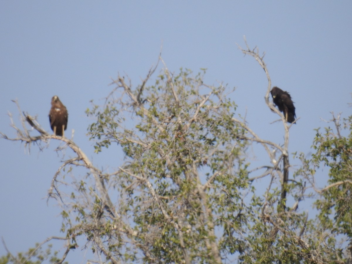 African Harrier-Hawk - ML70484581