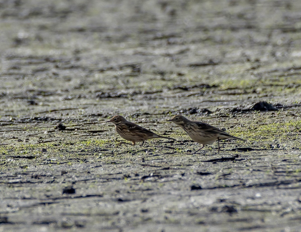 American Pipit - ML70485641