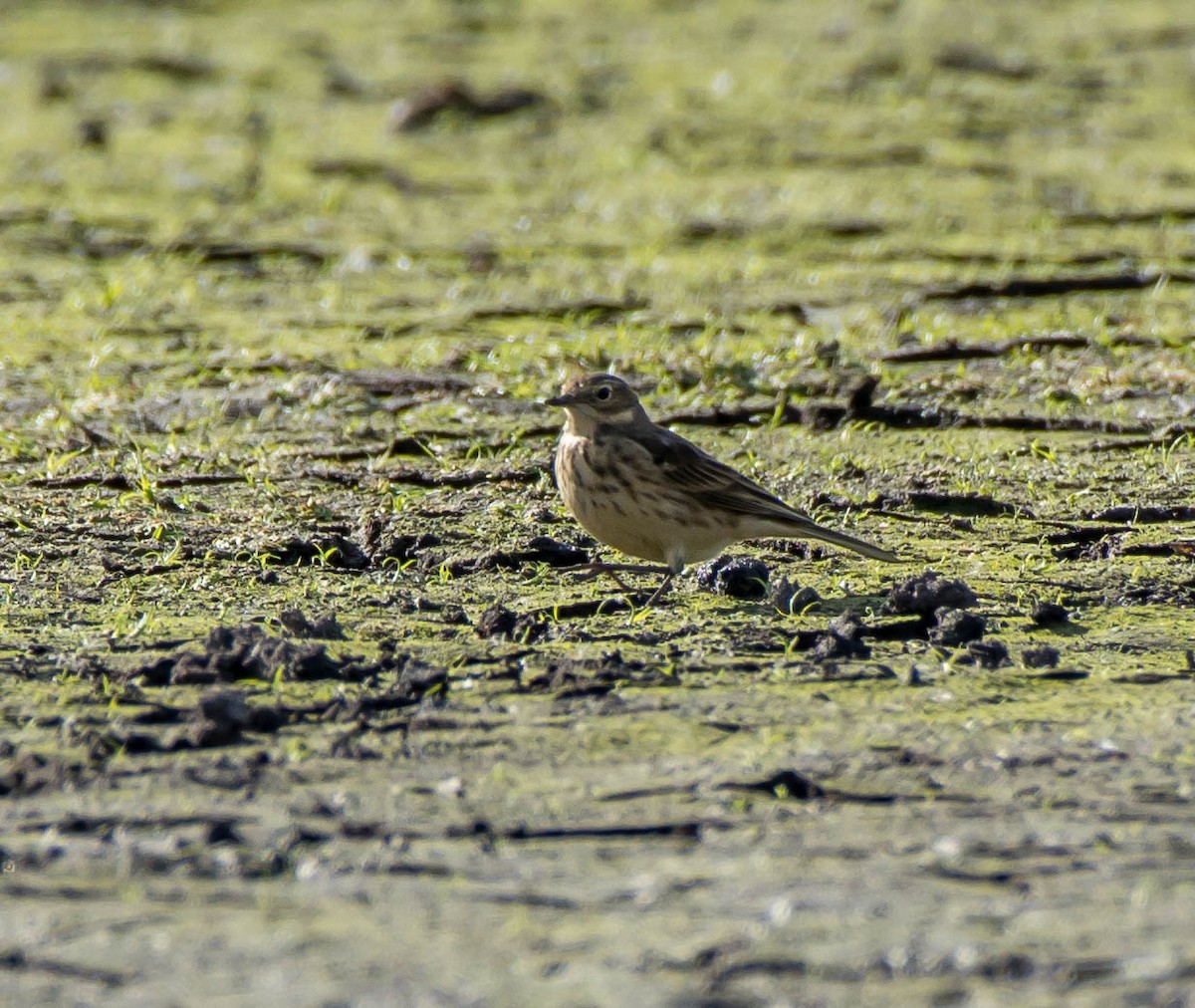 American Pipit - ML70485661