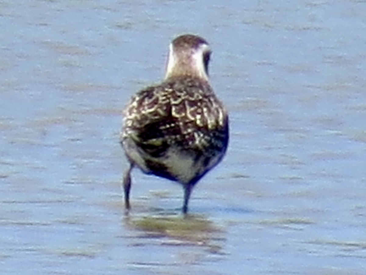 American Golden-Plover - ML70486341