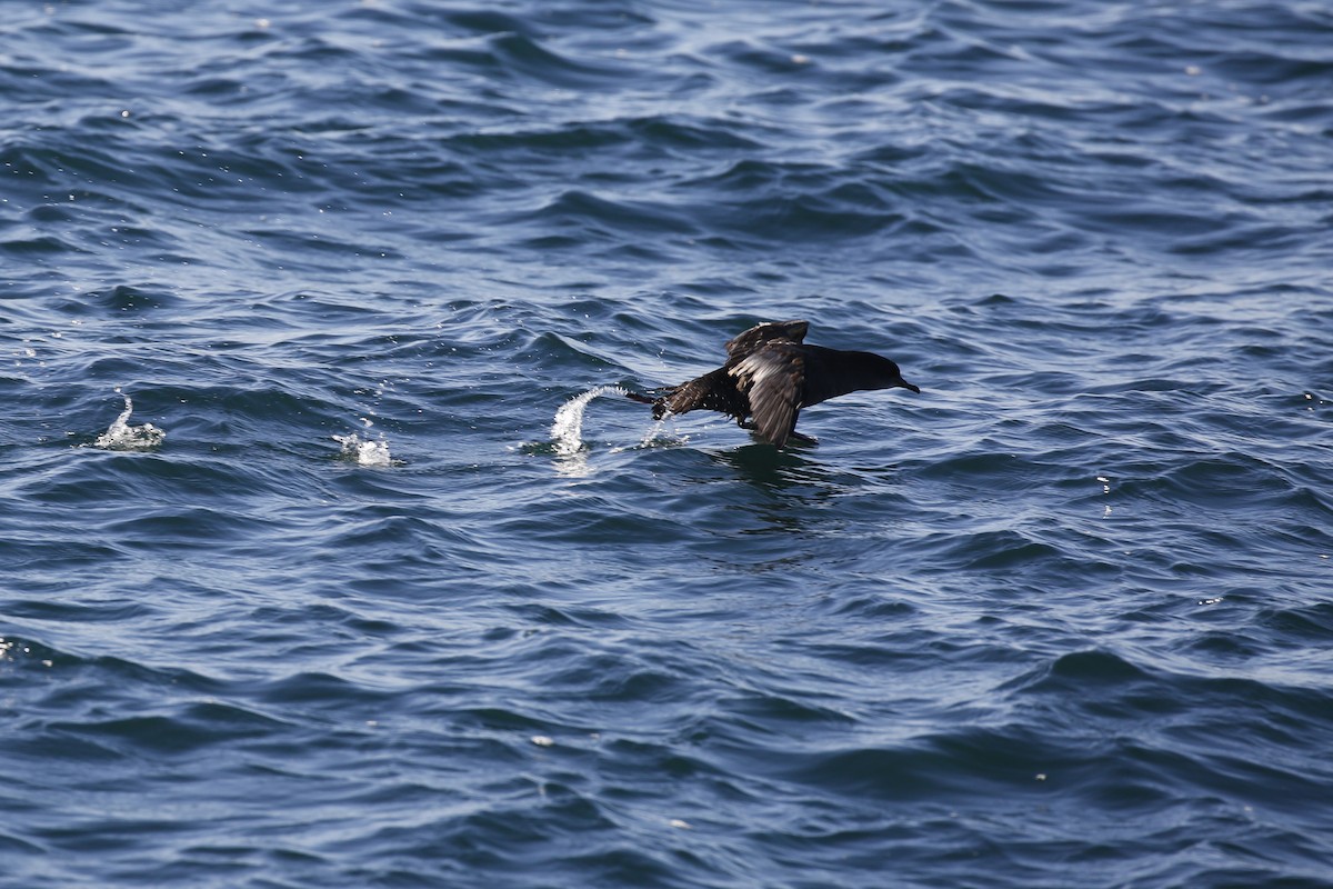 Short-tailed Shearwater - Laura Keene