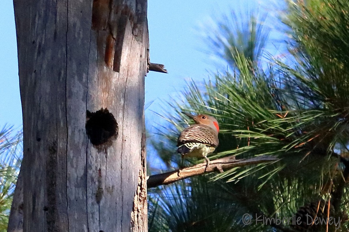 Northern Flicker - ML70490141