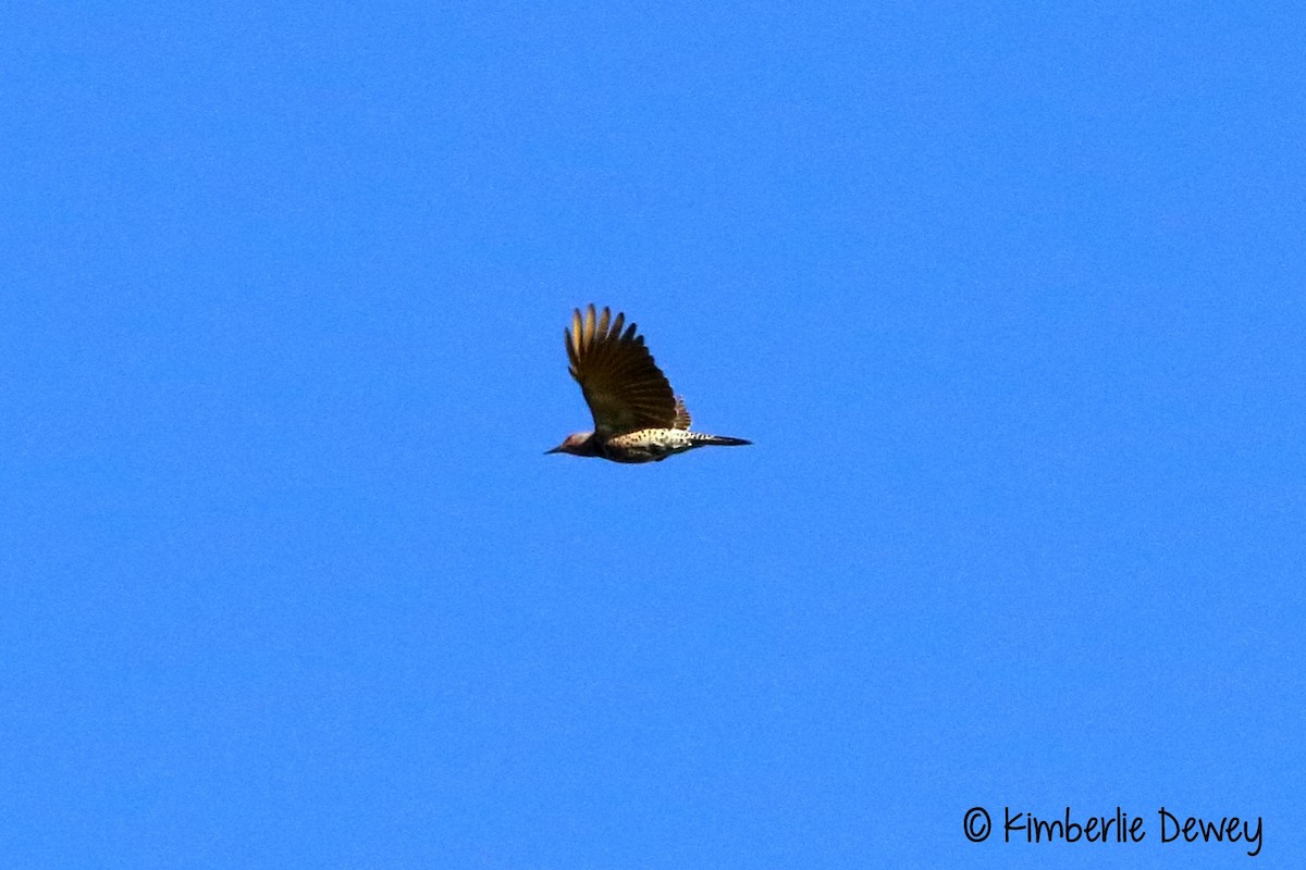 Northern Flicker - ML70490191