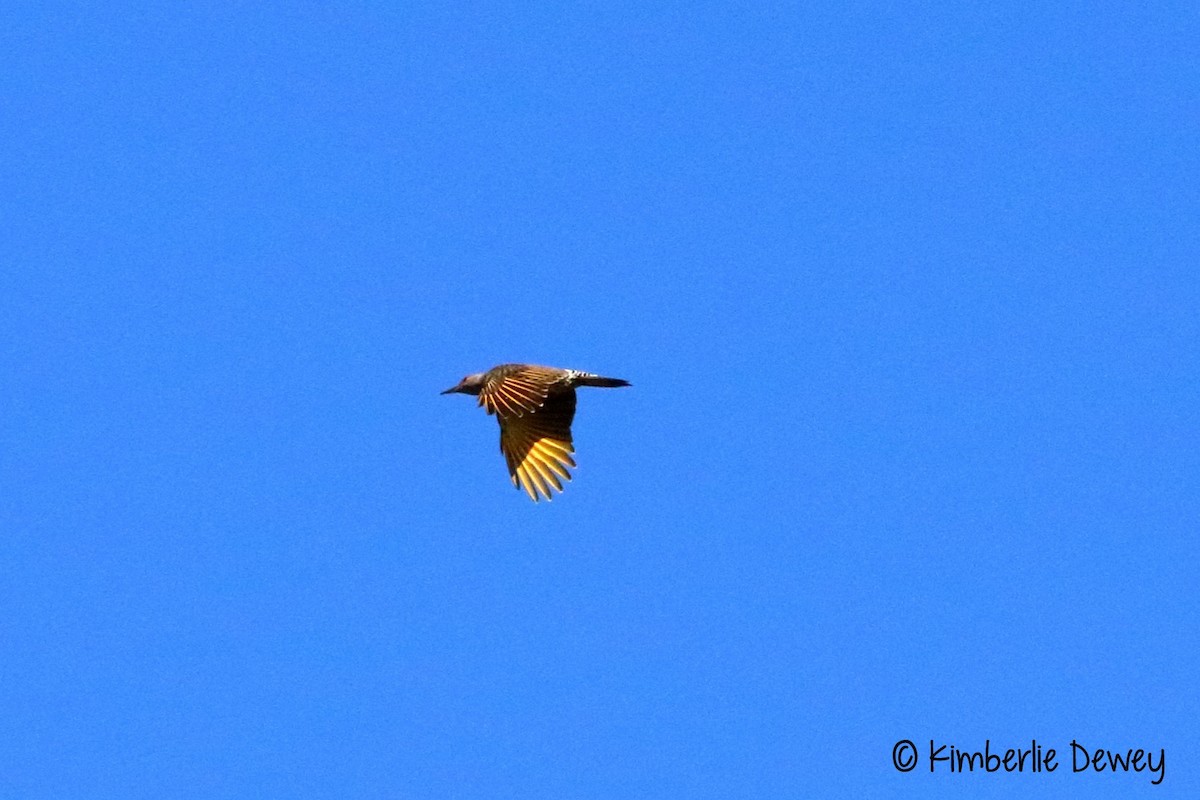 Northern Flicker - ML70490211