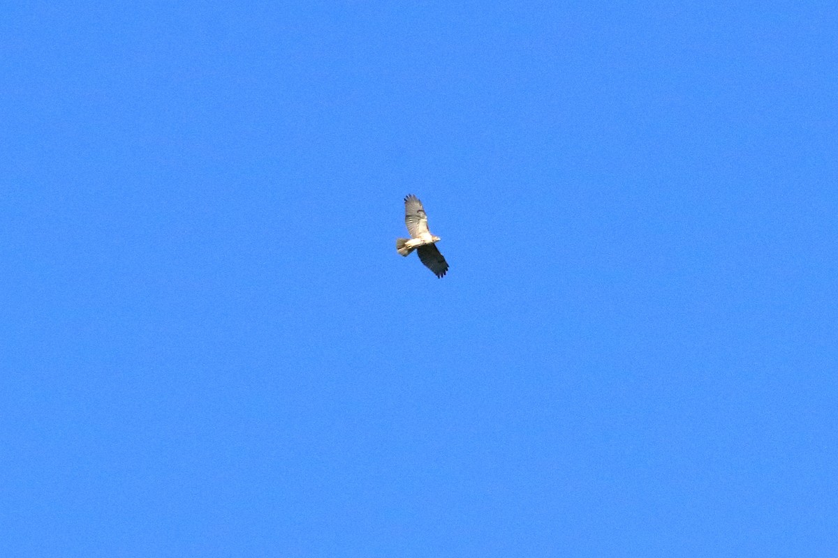 Red-tailed Hawk - ML70490321