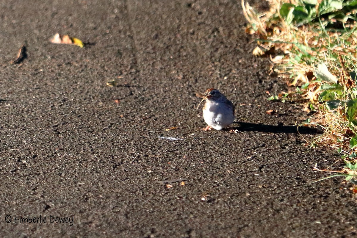 Chipping Sparrow - ML70490631