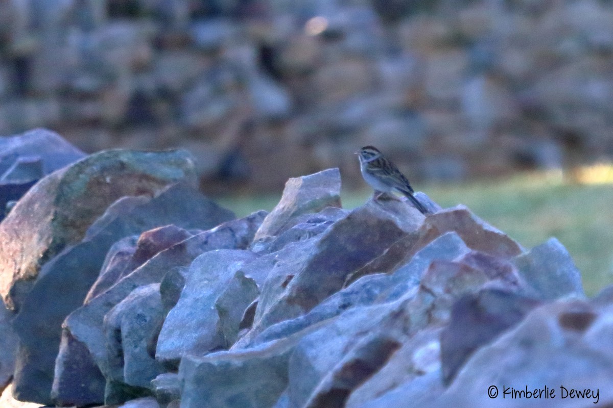 Chipping Sparrow - ML70490641