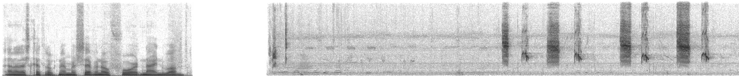 Long-tailed Shrike - ML70491