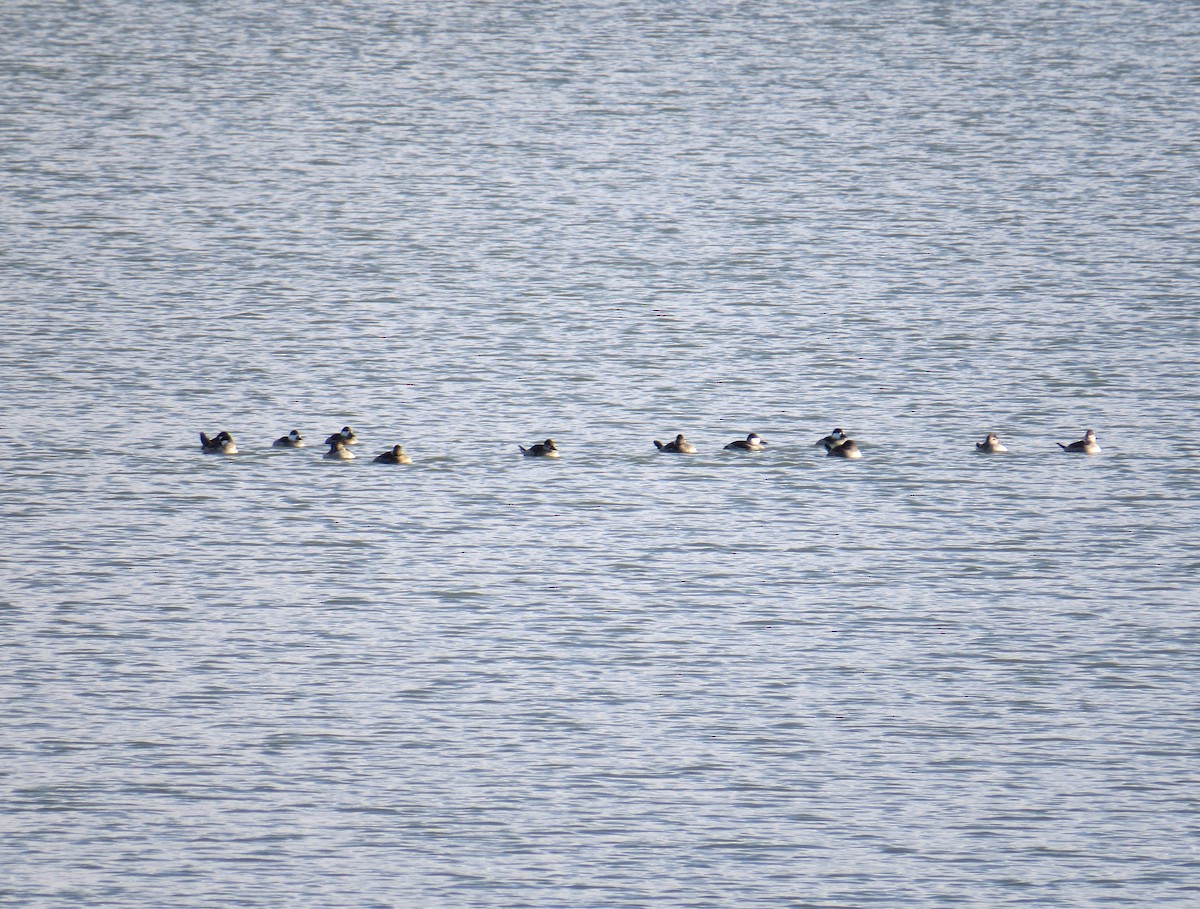 Ruddy Duck - ML70491661