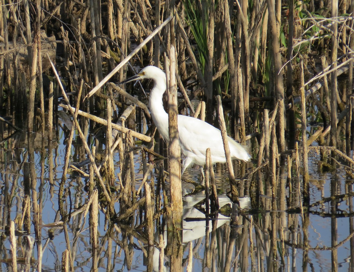 Snowy Egret - ML70491751