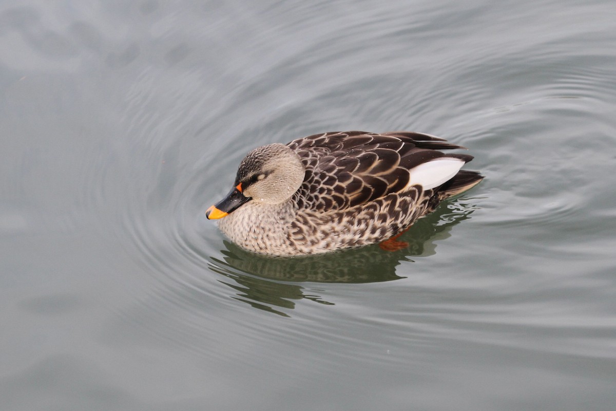 Indian Spot-billed Duck - ML704933