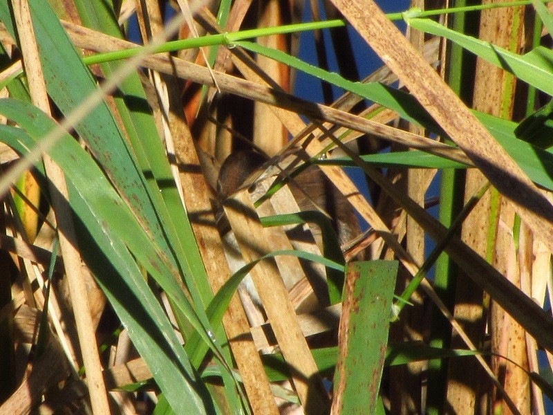 Marsh Wren - ML70495321