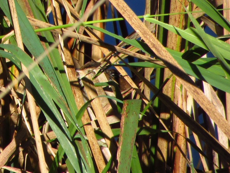 Marsh Wren - Barbara Taylor