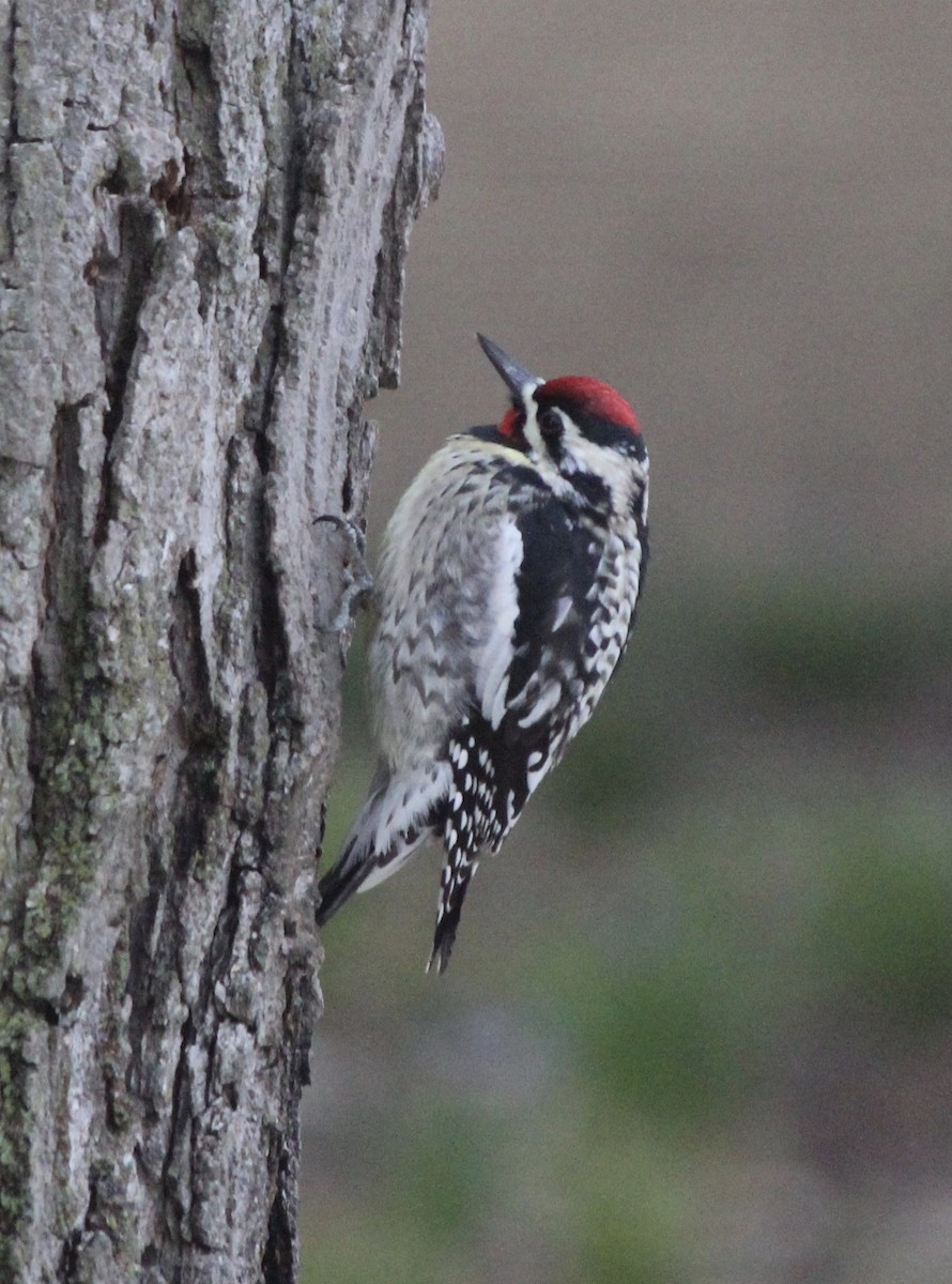 Yellow-bellied Sapsucker - ML70495351