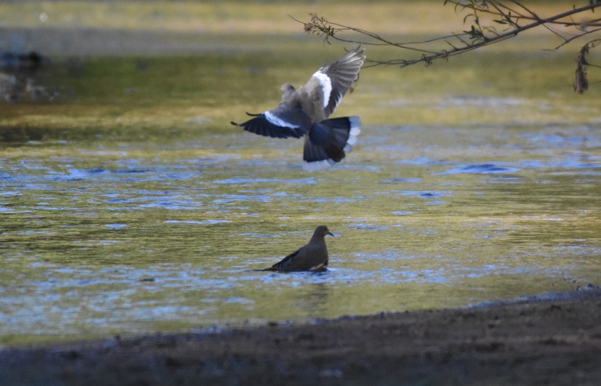 White-winged Dove - ML70496191