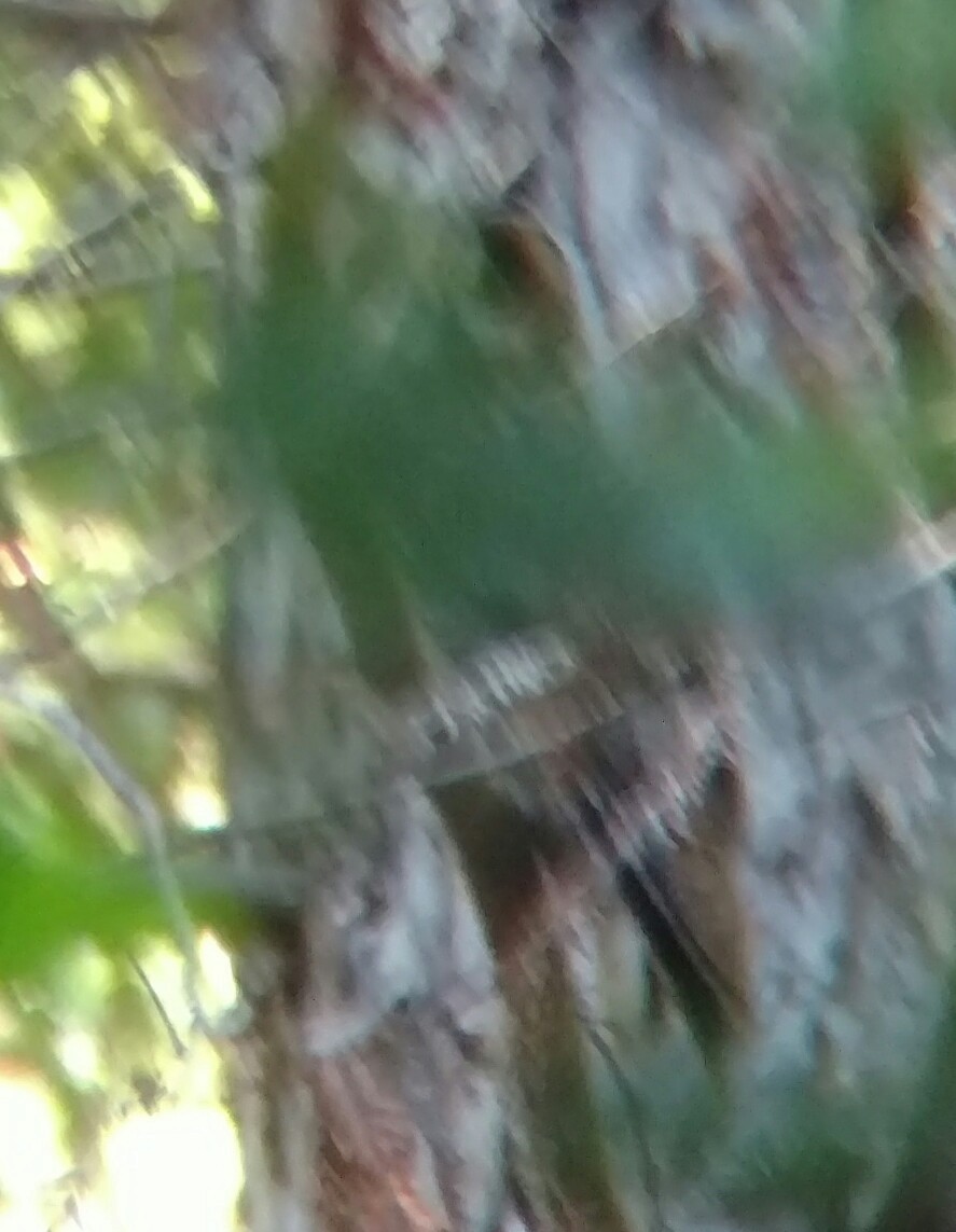 Long-eared Owl - Chris Shuck