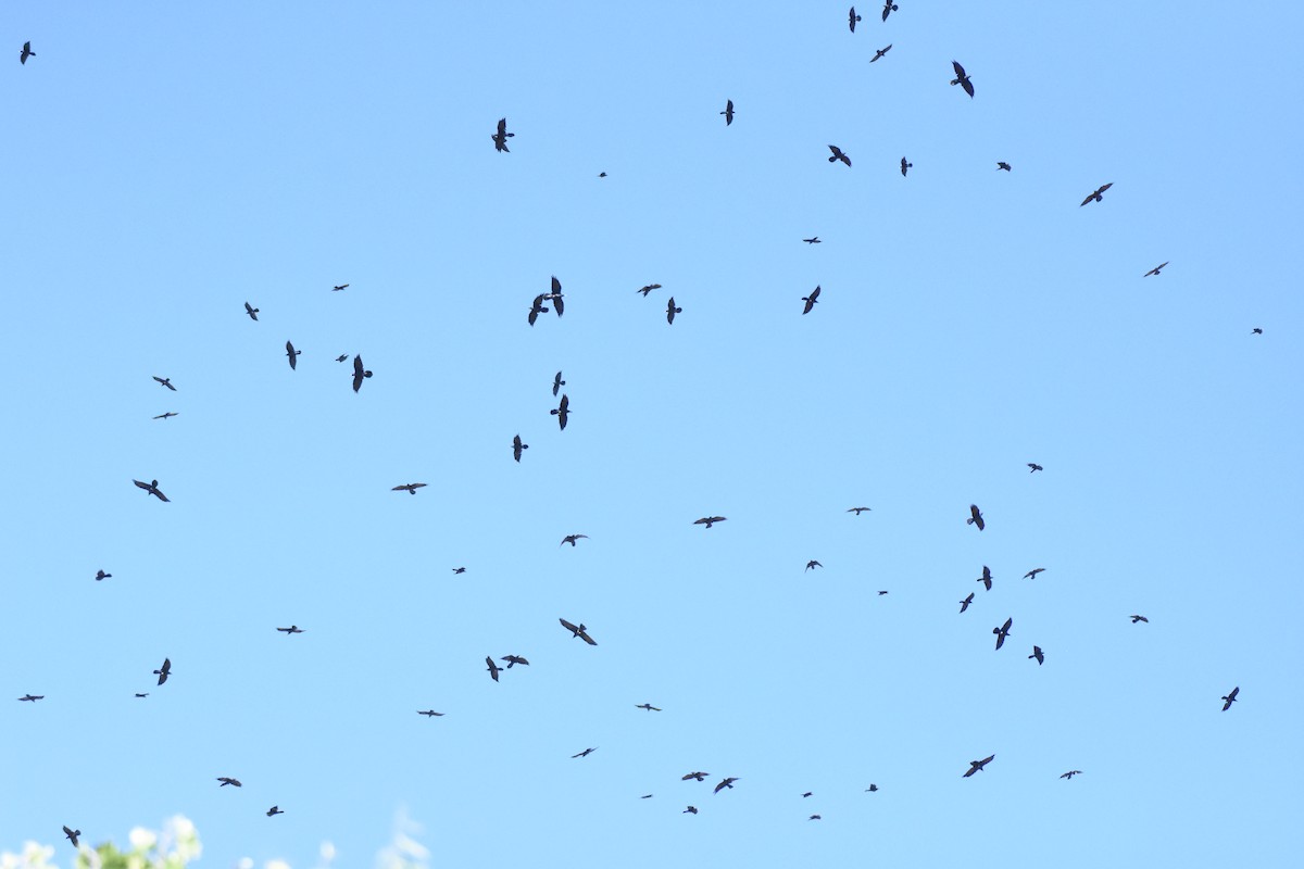 Chihuahuan Raven - ML70496971