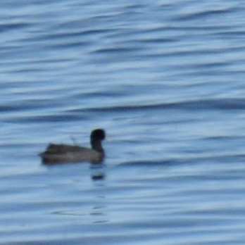 Eurasian Coot - ML70498771