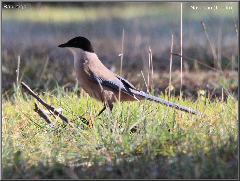 Iberian Magpie - José Luis Sobrino González