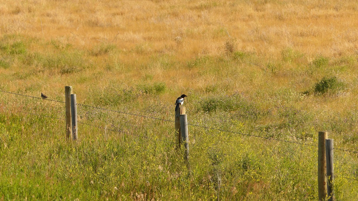 Black-billed Magpie - ML70500301