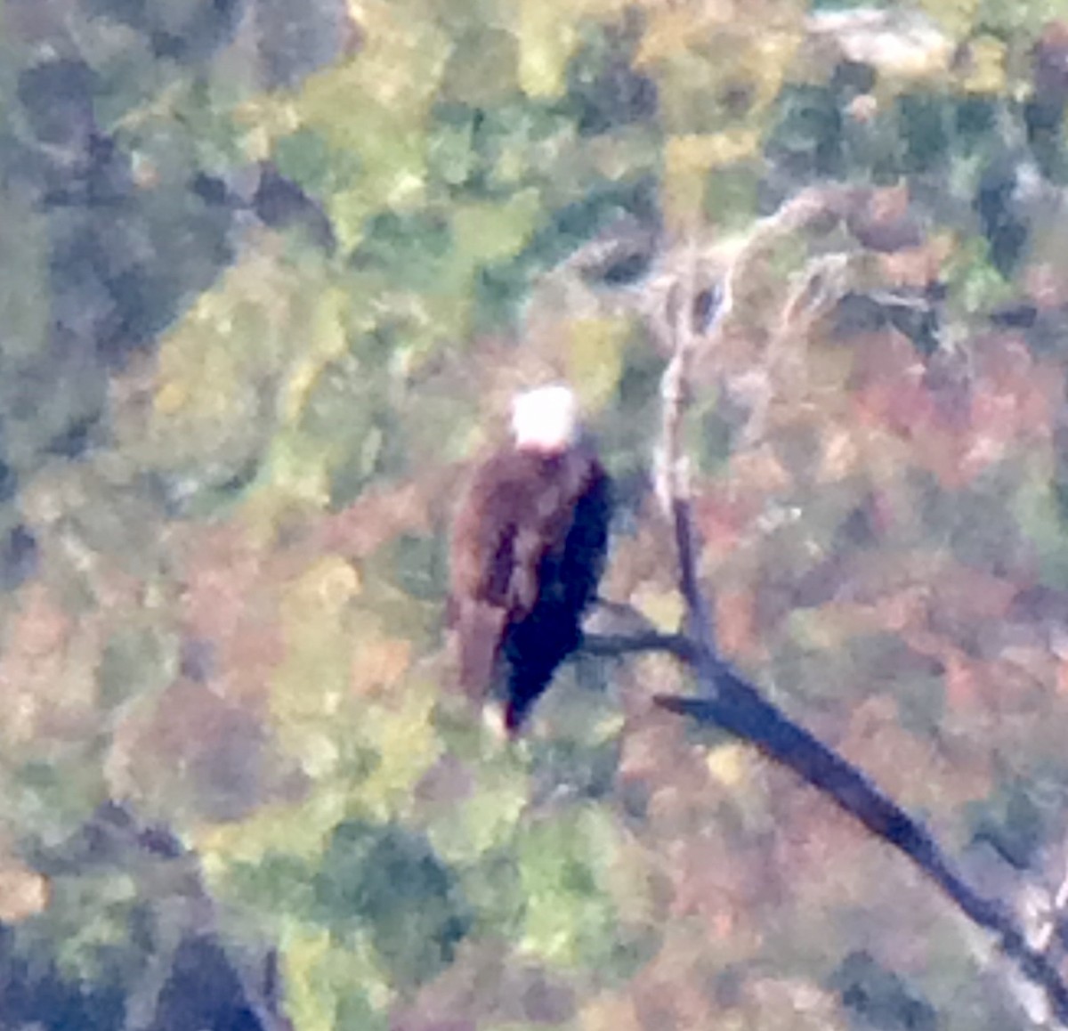 Bald Eagle - ML70500671