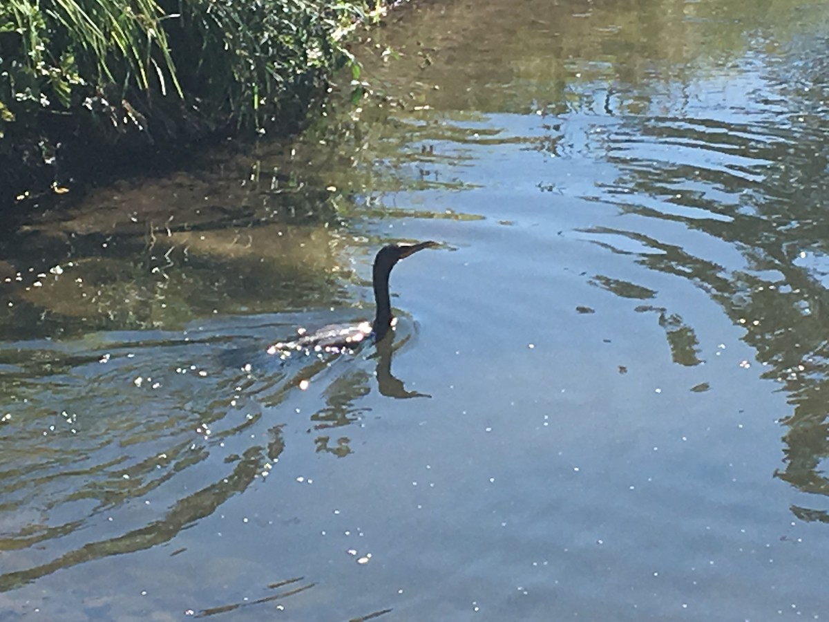 Double-crested Cormorant - ML70502261