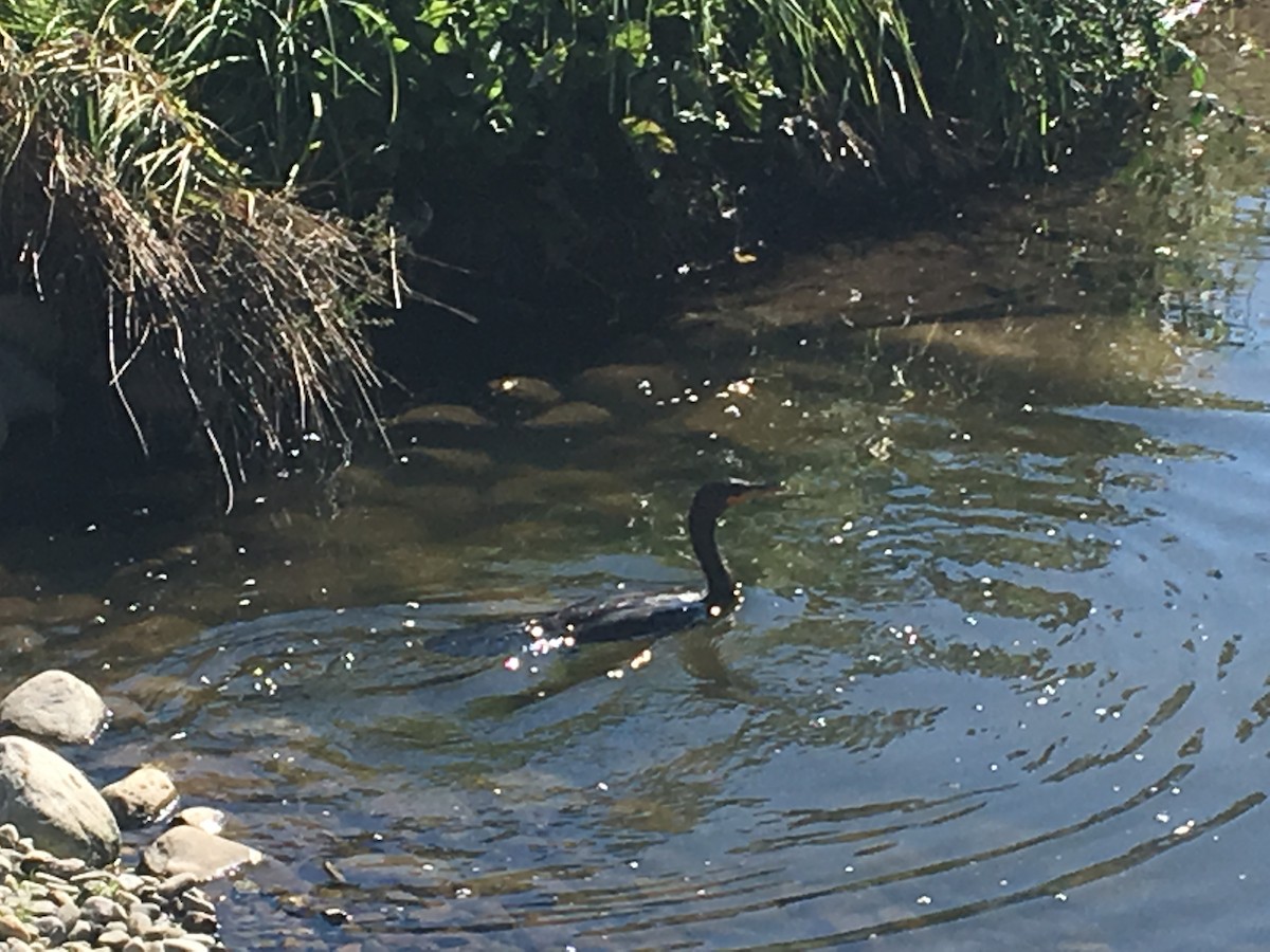 Double-crested Cormorant - ML70502291