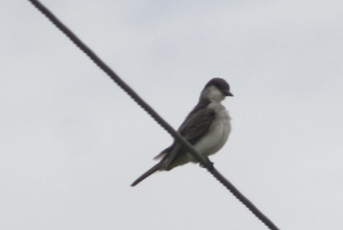 Eastern Kingbird - ML70502661